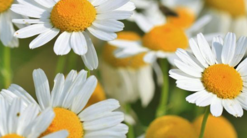 El poder de las plantas