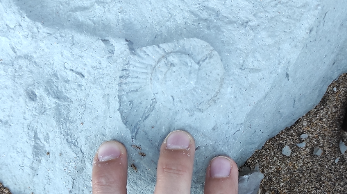 En busca del fósil perdido. Ruta especial fósiles para familias