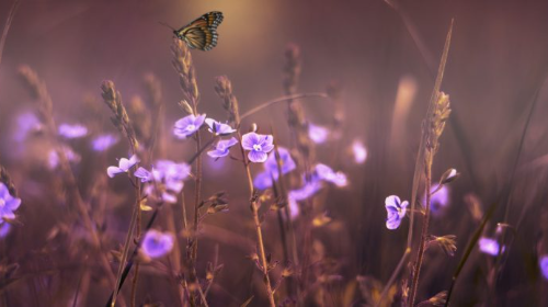 Taller creación de espacios verdes colaborativos y floricultura ecológica