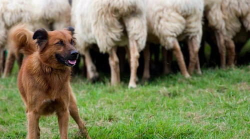 Artzain Txapelketa -BBF23