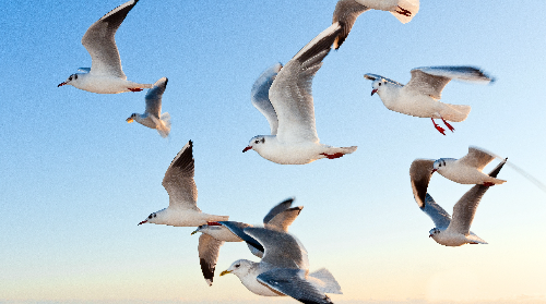 TALLER BIO-DIVER: GAVIOTAS