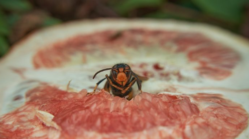 TALLER BIO-DIVER, DÍA MUNDIAL DE LAS ABEJAS: TRAMPA PARA AVISPAS ASIÁTICAS