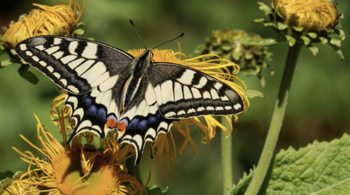 Ziribirika: Conoce las mariposas de nuestro entorno