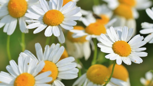 El poder de las plantas