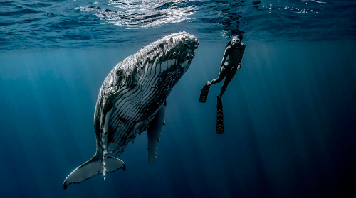 Conferencia de Ai Futaki. Coexistiendo con mares y océanos.